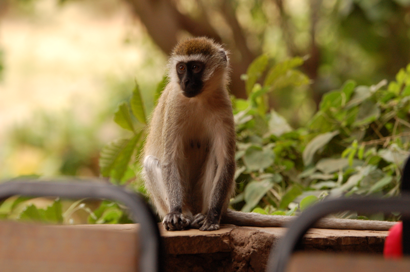 Illustration for article titled Out of Africa. Monkey Business.